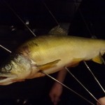 大どころ - ◆見たことがないほど立派な「鮎」。この後時間をかけて焼かれます。