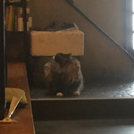 千年屋 - たま、おいで・・・