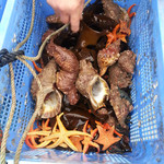 はまや旅館 - 海の生き物