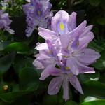 讃岐づくり本格手打ちうどん 麦の季 - お庭のホテイアオイ 花の命は1日だそう。