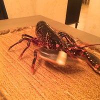 ボニュ - 