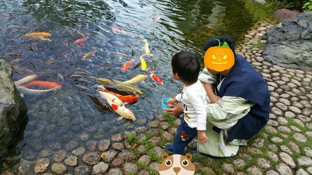 鯉の餌やりは圧巻でした By りえ姫 あわら温泉 美松 みまつ あわら湯のまち 旅館 食べログ 鯉の餌やりは圧巻でした By りえ姫 あわら温泉 美松 みまつ あわら湯のまち 旅館 食べログ