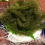 おすしやさん魚忠 - 