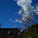 レストラン 竜神亭 - 遊歩道のすすきと青空