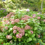 季節料理 こぶし - 紅葉した紫陽花