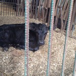 ミルクキッチン 燦燦 - 生後2日の仔牛さん