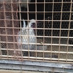 ミルクキッチン 燦燦 - 鶏さん