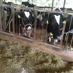 ミルクキッチン 燦燦 - 乳牛さん