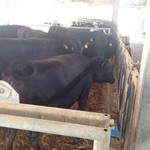 ミルクキッチン 燦燦 - 肉牛さん　(F1)