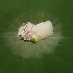 紀茂登 - 鱧とイカ。のちにサッと炙った鱧も戴きました。日本の夏やなぁ。