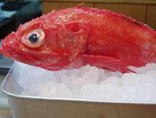 寿司処　旬（しゅん） - 小樽（寿司）の写真