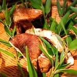 じどりや 穏座 - （2016.8）松茸(๑‵ᴗ′๑) 