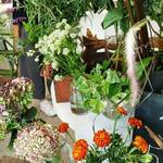 ロアラブッシュ - 