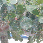 Fumi's Kahuku Shrimp - 