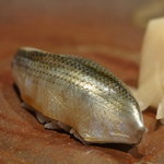 鮨 橋口 - 小鰭（こはだ）