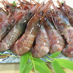 仁王寿司 - 近海ぶどう海老