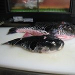 あぷちゃ - ８５cmあるまな板に乗せてこの大きさ。前回の天然とらフグてっちり祭の時のフグです。