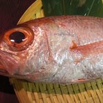 あぷちゃ - キンキに並んで脂の乗った美味しいのどぐろ。焼いた後の骨は、おいといてください。お吸い物しますんで