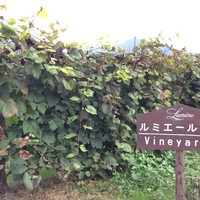 レストランゼルコバ - 
