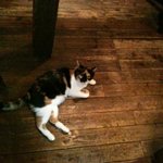 バー・バッカルー