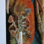 越前がに やまに水産 - crab's eyes