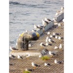 波止場食堂 - 2016/10/7 この日の朝、大桟橋にて。