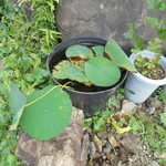 にぐるまやダイニング - 菜園