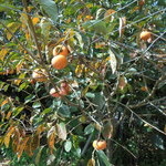 にぐるまやダイニング - 菜園