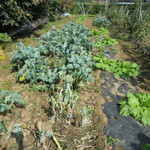 にぐるまやダイニング - 菜園