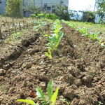 にぐるまやダイニング - 菜園