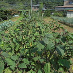 にぐるまやダイニング - 菜園