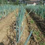 にぐるまやダイニング - 菜園