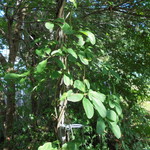 にぐるまやダイニング - 菜園