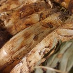 あいしてます - 焼き松茸　土瓶蒸し　茶碗蒸し