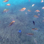 魚いっぱいの海中