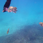 アロアロ - 魚餌付