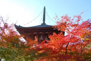 Kominka Kafe Resutoran Hatsuhana - 旬の味覚が盛り沢山の美味しい季節なので. 秋ならではのスイーツをご用意しました。
