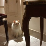 Epicure - 猫もなぜかお上品に見えます。