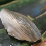 治鮨 - 28年10月　小肌