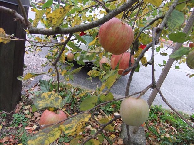 茶菓房 林檎の树
