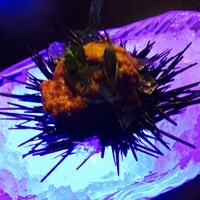MAIMON GINZA - 