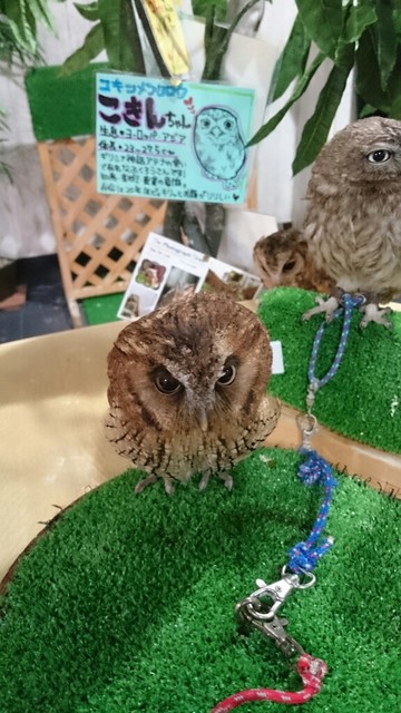 Asaki5さんが投稿したふくろうカフェ Ricky 岩手 盛岡 の口コミ詳細 食べログ