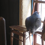 ギャラリー・エフ - 看板猫　銀次1