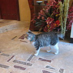 ギャラリー・エフ - 看板猫　銀次3