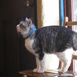 ギャラリー・エフ - 看板猫　銀次2