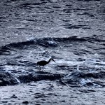 望洋樓 - 沖合いの岩場に鳥