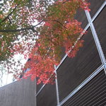 アルカナイズ - 紅葉