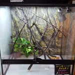 カメレオンカフェ マダガスカル - 201610201610パンサーカメレオン(販売個体)