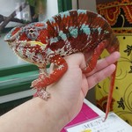 カメレオンカフェ マダガスカル - 201610ヒガシくん♂