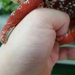 カメレオンカフェ マダガスカル - 201610ヒガシくん♂